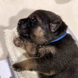 2nd Pick Male - Black and silver male German Shepherd puppy in Blackfoot, Idaho from Sand Hill Shepherds & Setters