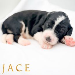 JACE - Tri-color male Bernedoodle puppy in Tipton, Indiana from Country Creek Doodles