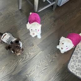 Miniature Schnauzer Puppies from Hume Family Mini Schnauzers