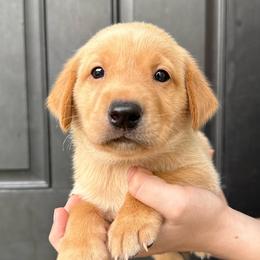 Benedict - Yellow male Labrador Retriever puppy in Great Falls, Montana from Yogo Point Kennels