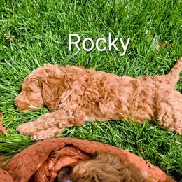 Shamrock (Rocky) - Apricot male Goldendoodle puppy in Red Oak, Iowa from Fisher Pups-Stay Golden with a Doodle