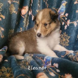 Eleanor - Sable and white female Collie puppy in Mattoon, Illinois from Gold Leaf Collies