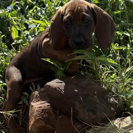 Square - Red male Redbone Coonhound puppy in Angleton, Texas from Dorsett Dogs