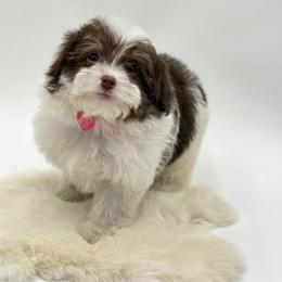 Pink Bow - Chocolate and white female Havapoo puppy in Evart, Michigan from Northern’s Cute Cuddly Cava Poos