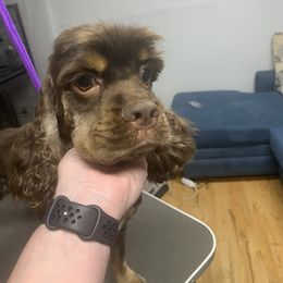 Dusty - Brown and tan male Cocker Spaniel puppy in Cleveland, Ohio from Buckeye Country Kennel