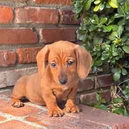 Betty - Red female Dachshund puppy in Arcadia, California from Cruz Industries - Dachshund Company & French Bulldog Company