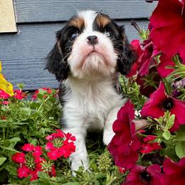 AKC Champion-Sired Casanova - Tri-color male Cavalier King Charles Spaniel puppy in Louisville, Kentucky from Ali-Mae Cavalier King Charles Spaniels