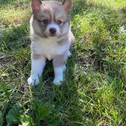Pomsky Puppies from River Enz Pomskies