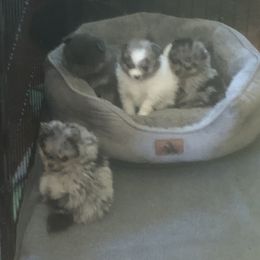 Pomeranian Puppies from Froggwoods Pomeranians