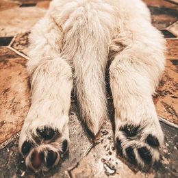 Golden Retriever Puppies from Freedom Retrievers
