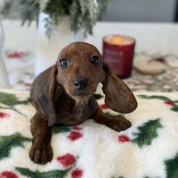 Orlando - Brindle male Dachshund puppy in Temecula, California from Naomi Magee's Dachshund Kennel