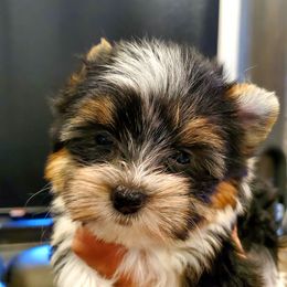 Yorkshire Terrier Puppies from Pixieland Yorkshire Terriers