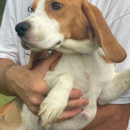 Didi - Beagle