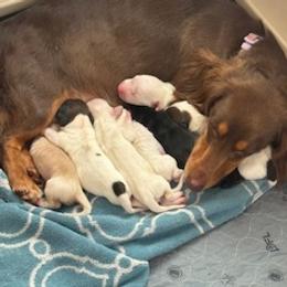 Dachshund puppies from Cascade Minis
