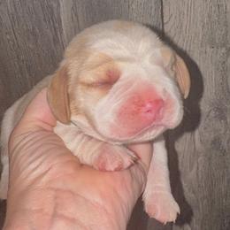 Ridge - Red and white male Beagle puppy in Viper, Kentucky from Mountain Top