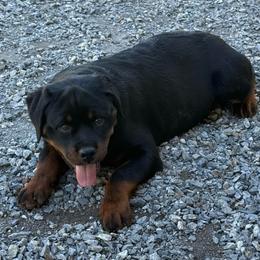Shadow - Rottweiler