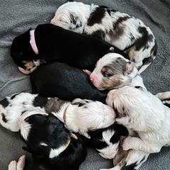 Australian Mountain Doodle puppies from Rosewood Pine Doodles