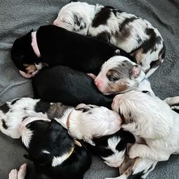 Australian Mountain Doodle puppies from Rosewood Pine Doodles