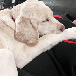 Dilute Retriever and Labrador Retriever Puppies from SmoKy Hills Labradors