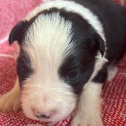 Echo - Black and white female Border Collie puppy in Mckinney, Texas from Border Collies of Ruidoso