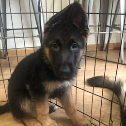 German Shepherds from Dimitrova Shepherds
