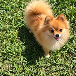 Lady - Pomeranian