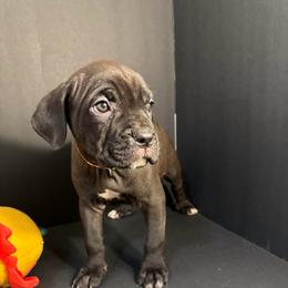 Orange collar female - Black female Cane Corso puppy in Atlanta, Georgia from Brandy Horne