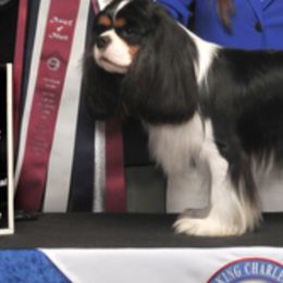 Brittanys and Cavalier King Charles Spaniels from Lori Bennett's Pups