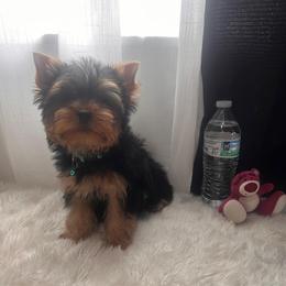 Blue boy - Black and tan male Yorkshire Terrier puppy in Las Vegas, Nevada from Lala’s Pups