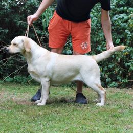 Delta - Labrador Retriever
