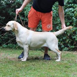 Delta - Labrador Retriever