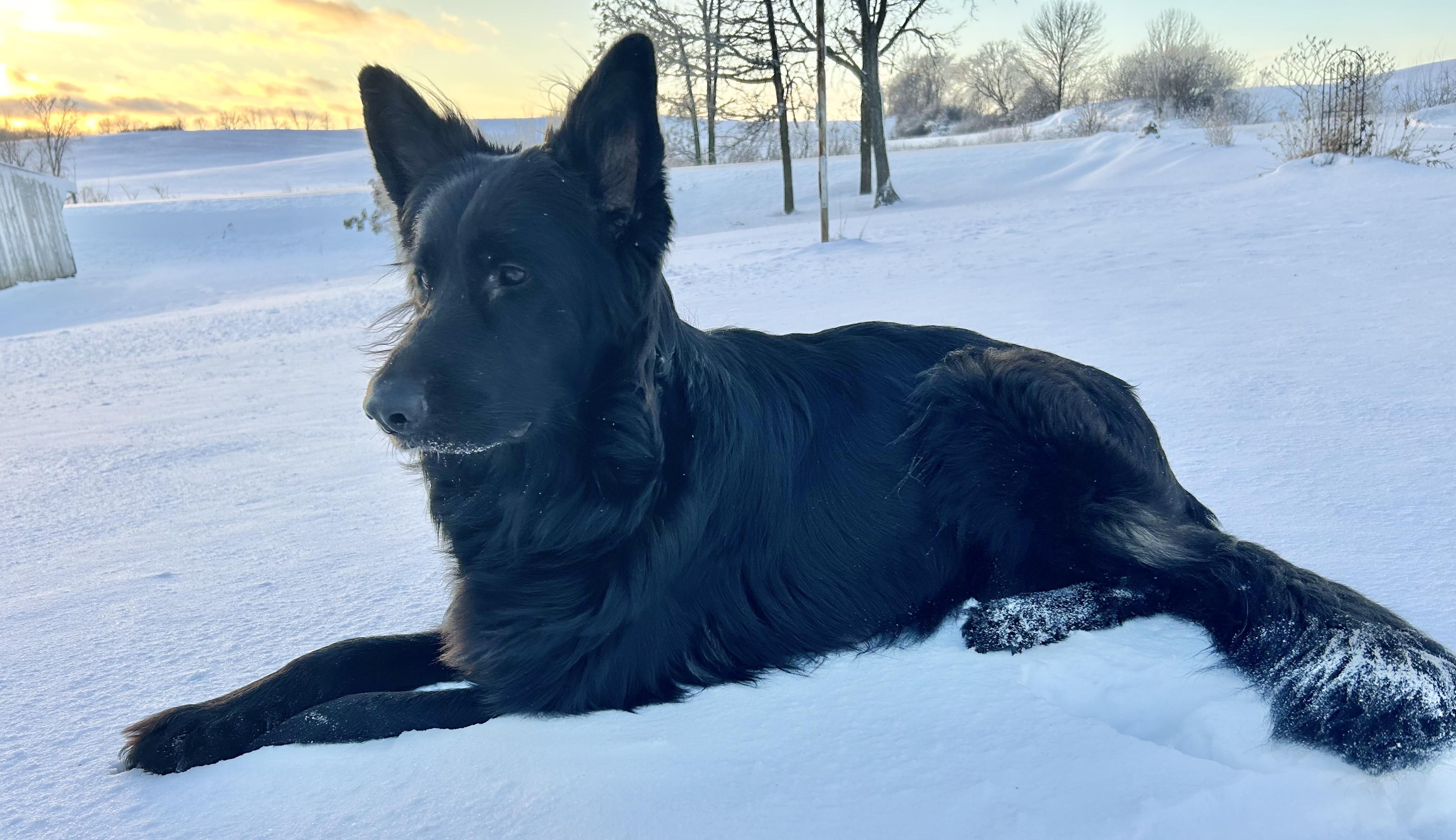 Meisha