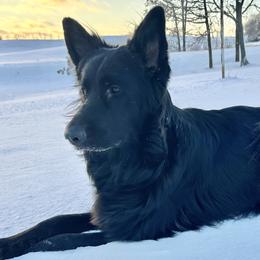 Meisha - German Shepherd