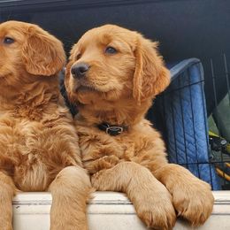 Golden Retrievers from Redwood Goldens