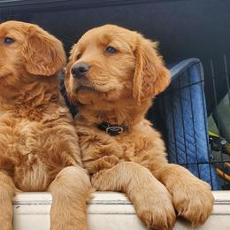 Golden Retrievers from Redwood Goldens