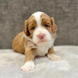 Superman - Caramel male Australian Labradoodle puppy in Calhoun, Louisiana from Arrowhead Australian Labradoodles