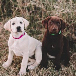 Labrador Retriever Puppies from J and D Retrievers