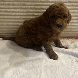 Stanley - Red  male Goldendoodle puppy in Payson, Utah from Country Sky Doodles