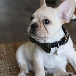 French Bulldog All Grown Up from Caring Hearts Kennel