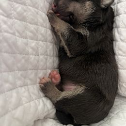 Liberty - Black brindle and white female Bull Terrier puppy in Stanton, California from Pure hearts