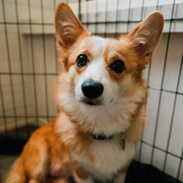 Roma - Pembroke Welsh Corgi