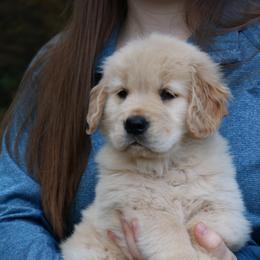 Golden Retriever Puppies from Goldens for You
