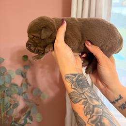 No collar girl - Chocolate female Labrador Retriever puppy in Conway, Missouri from Ozark Mountain Kennel