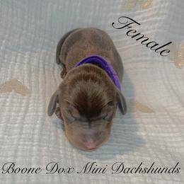 Dachshund Puppies from BooneDox Mini Dachshunds