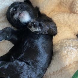 Goldendoodle, Poodle, and Sheepadoodle Puppies from Heavenly Hilltop Farm
