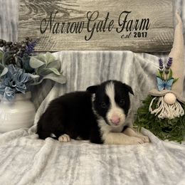 Pepé - Black and white male Border Collie puppy in Moody, Texas from Narrow Gate Farm