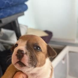 Harvey - Red and white male Staffordshire Bull Terrier puppy in Port Saint Lucie, Florida from Southern Staffies