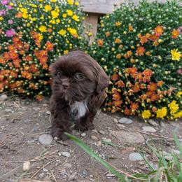 Trotter - Chocolate male Shih Tzu puppy in West Pawlet, Vermont from Morgan's Shih Tzus