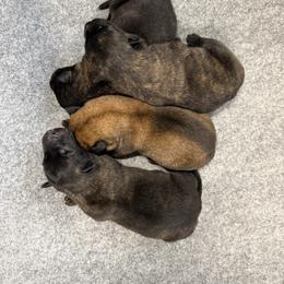 N-Male 3 - Black brindle male Dutch Shepherd puppy in Alum Creek, West Virginia from Stay Wild K9