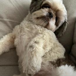 Oley Bear - Shih Tzu